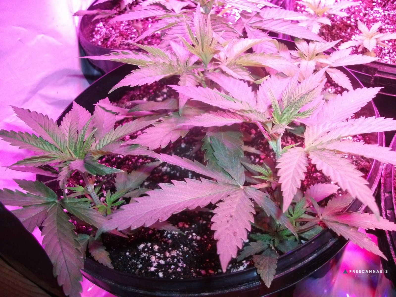 DSCF2156