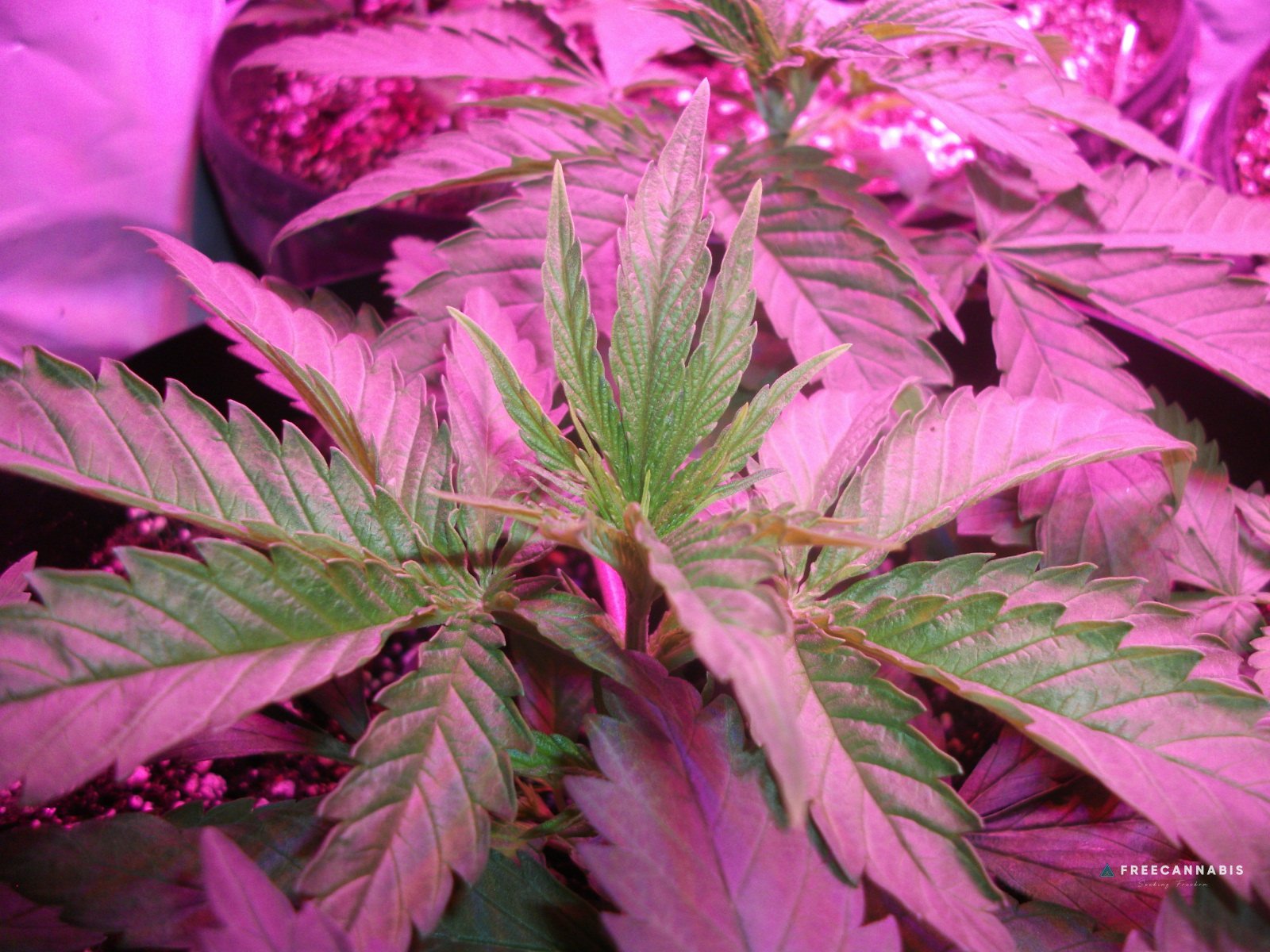 DSCF2159