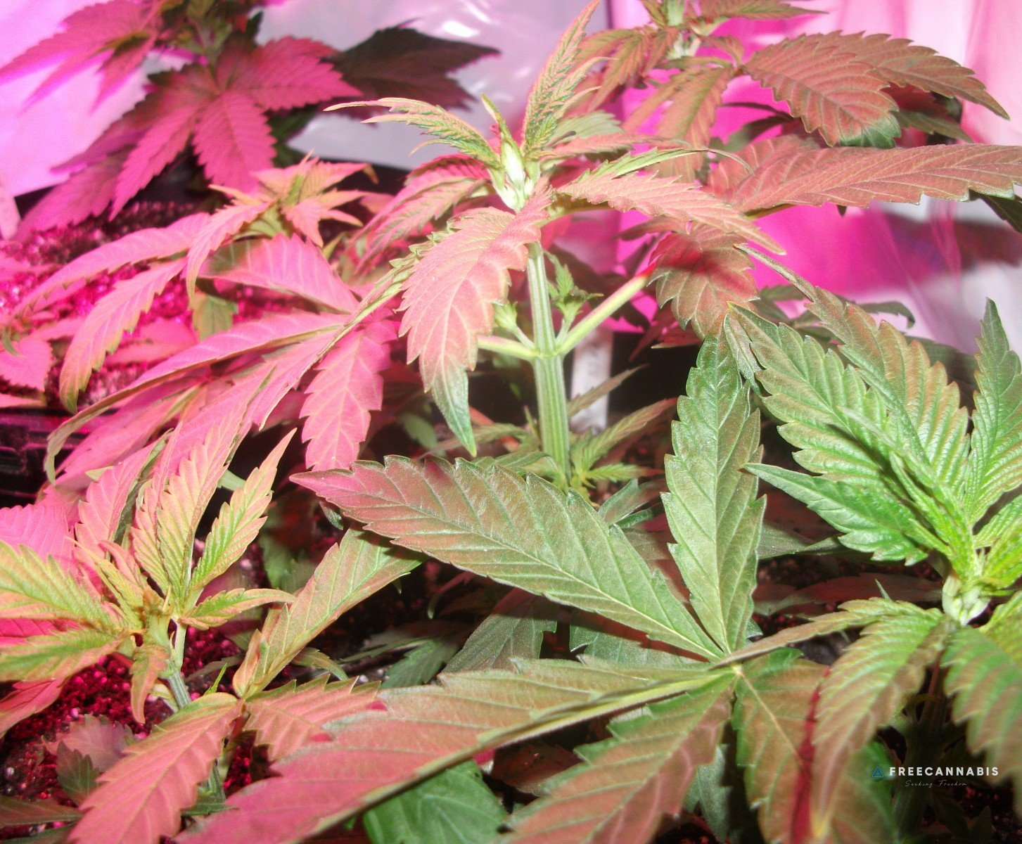 DSCF2165
