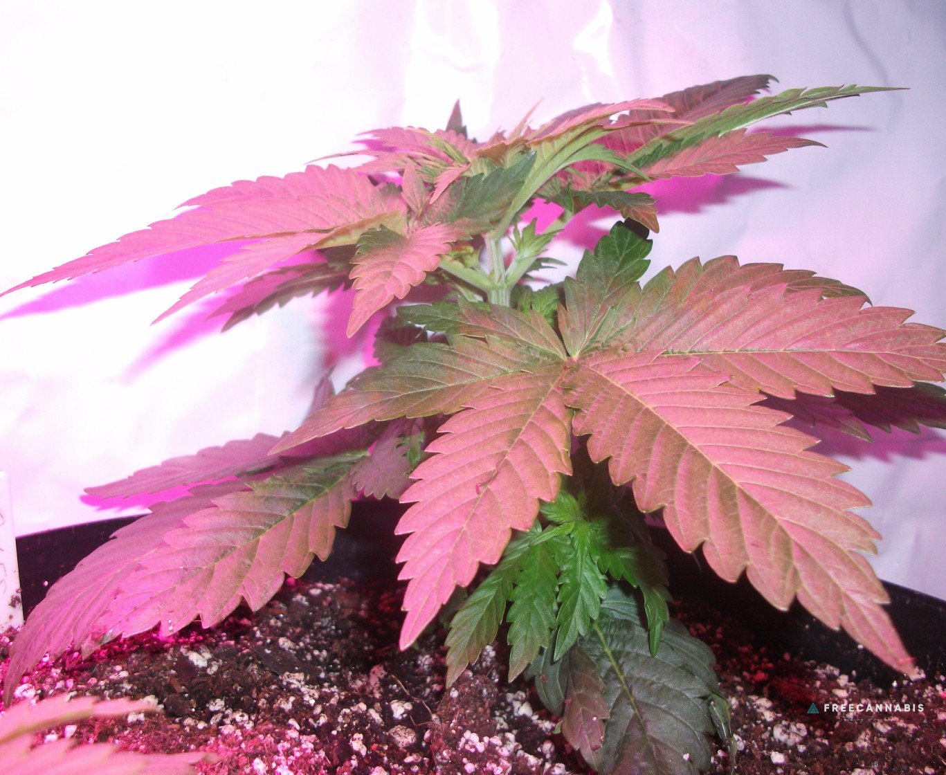 DSCF2168