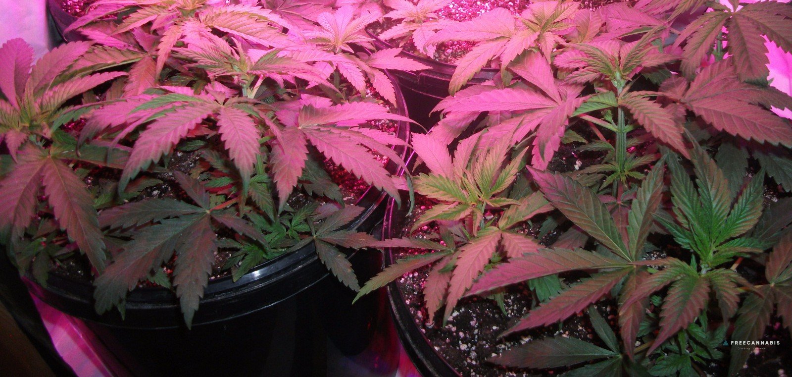 DSCF2170