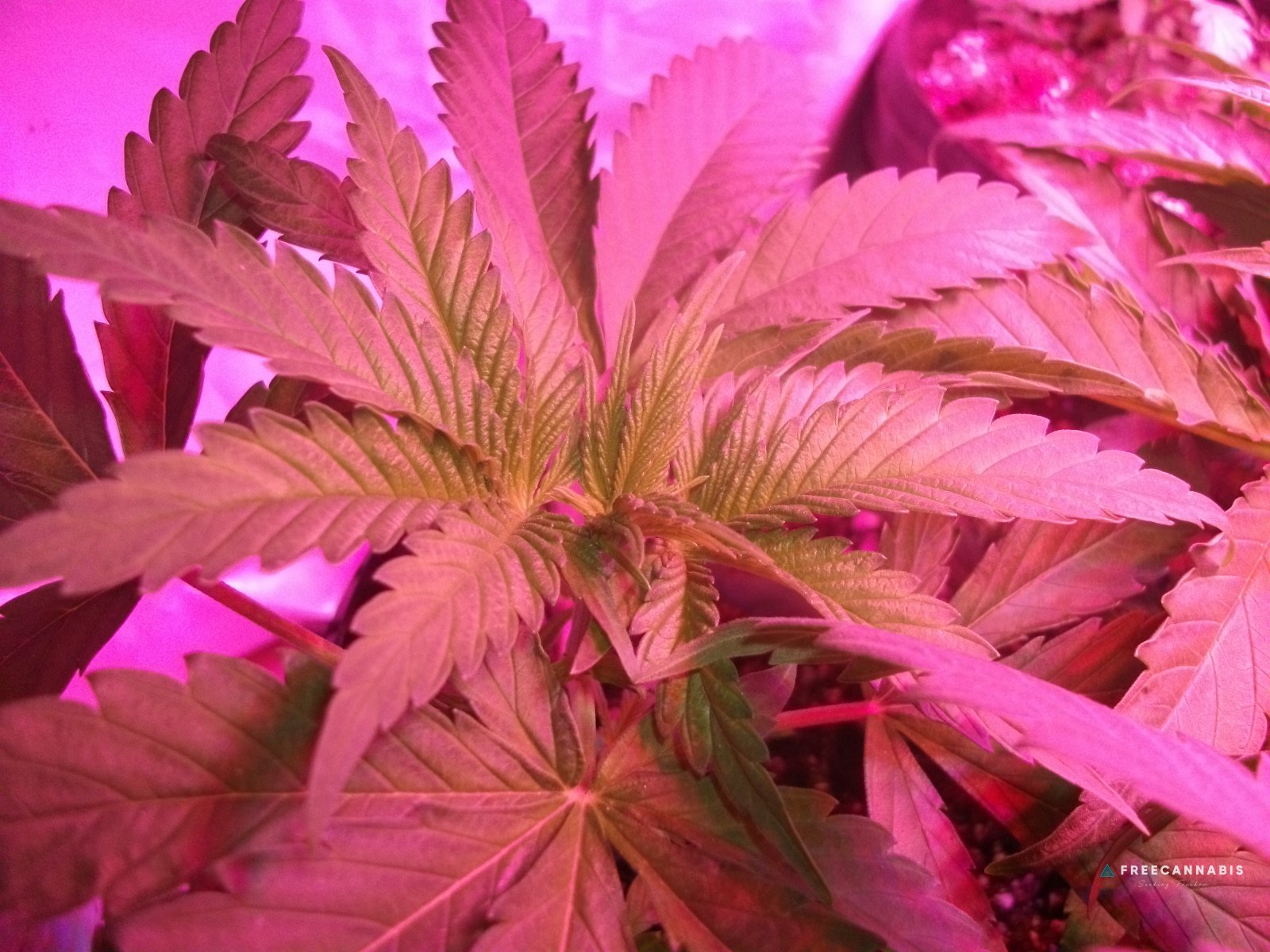 DSCF2176