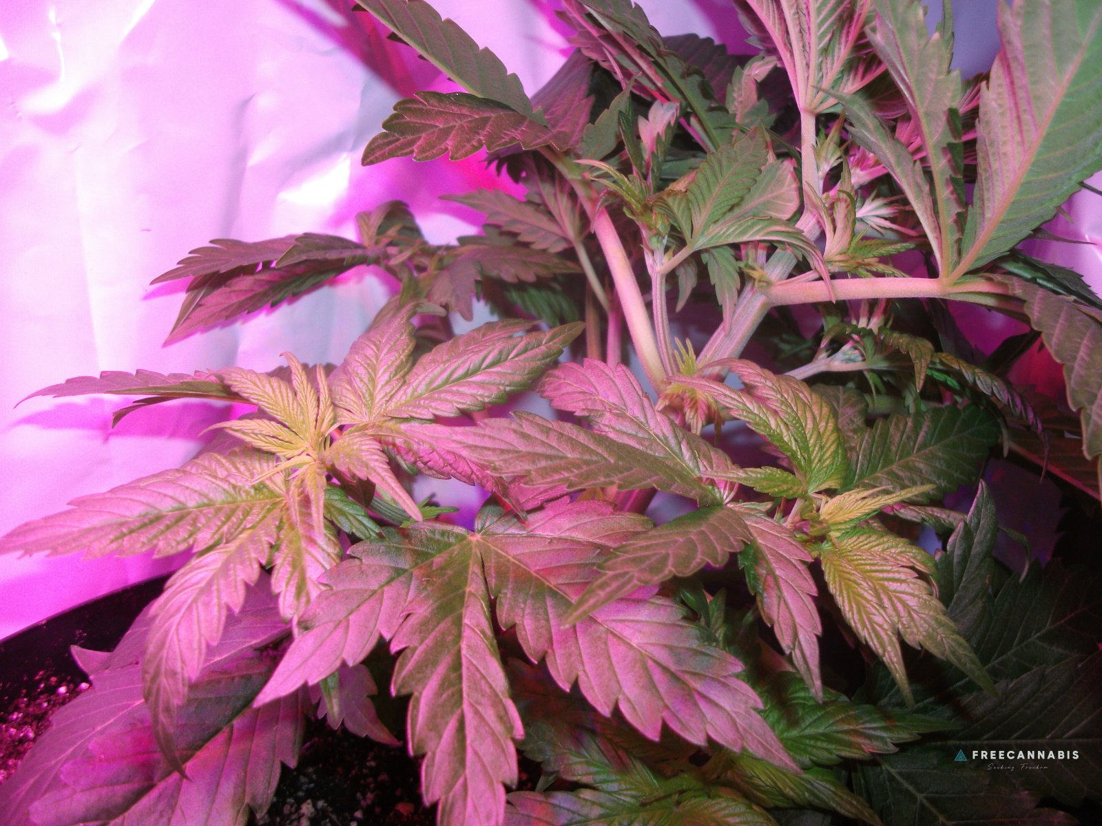 DSCF2210