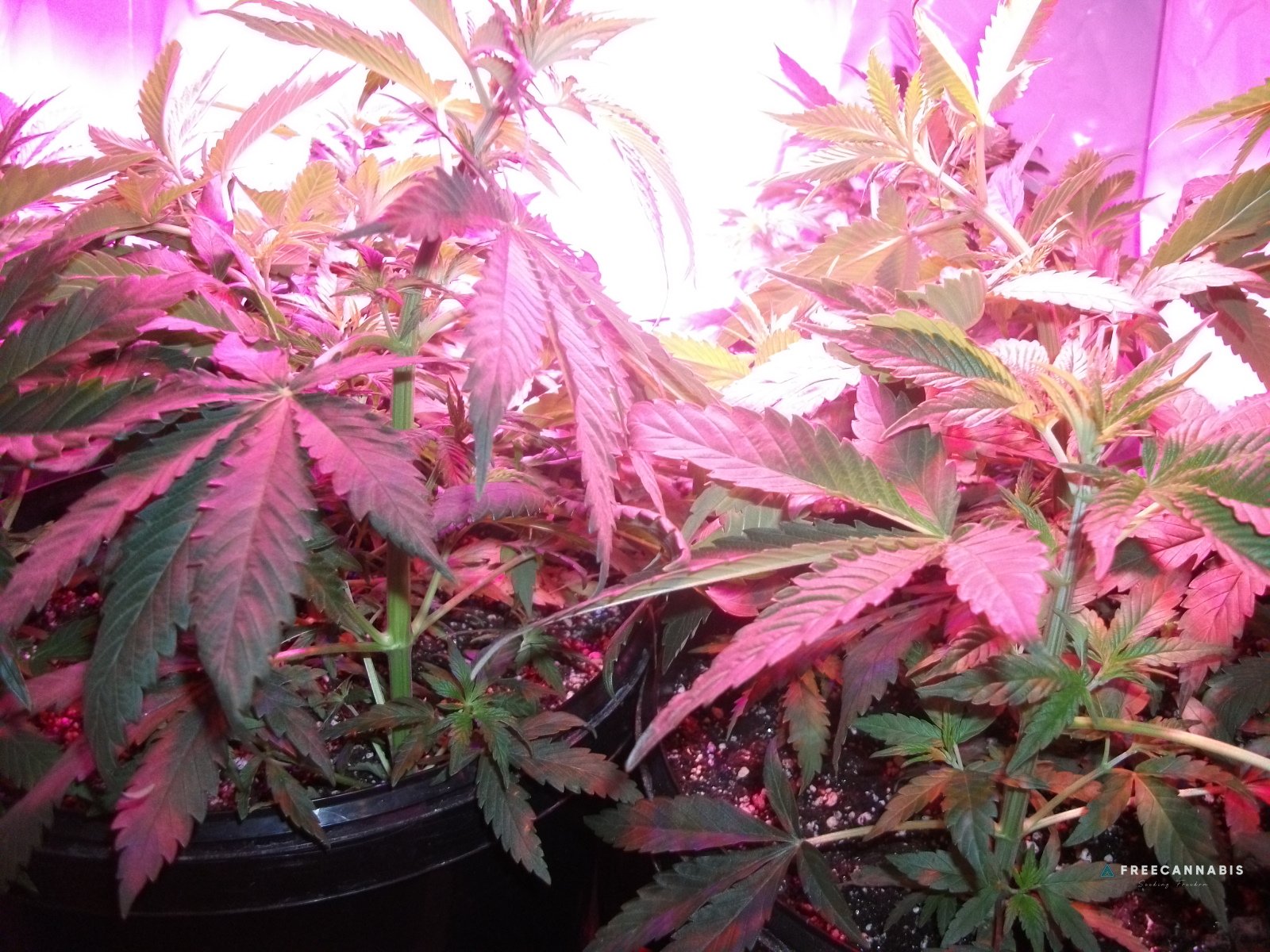 DSCF2217