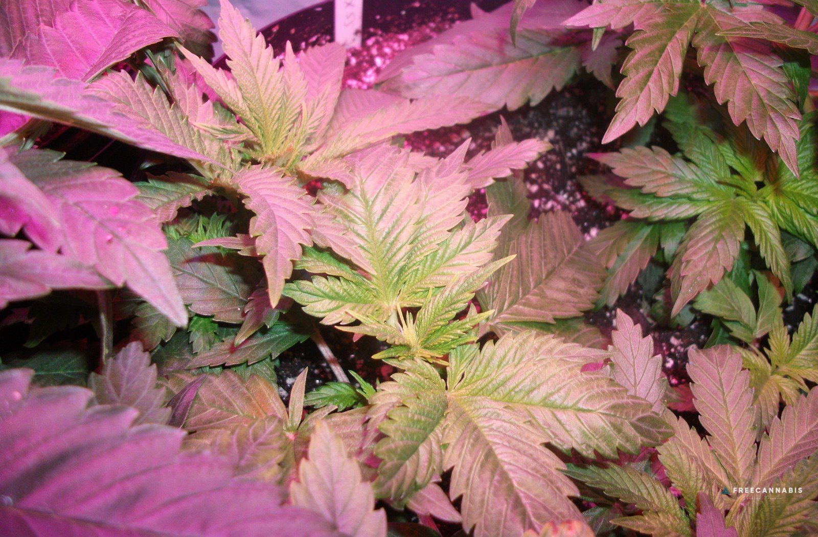 DSCF2218