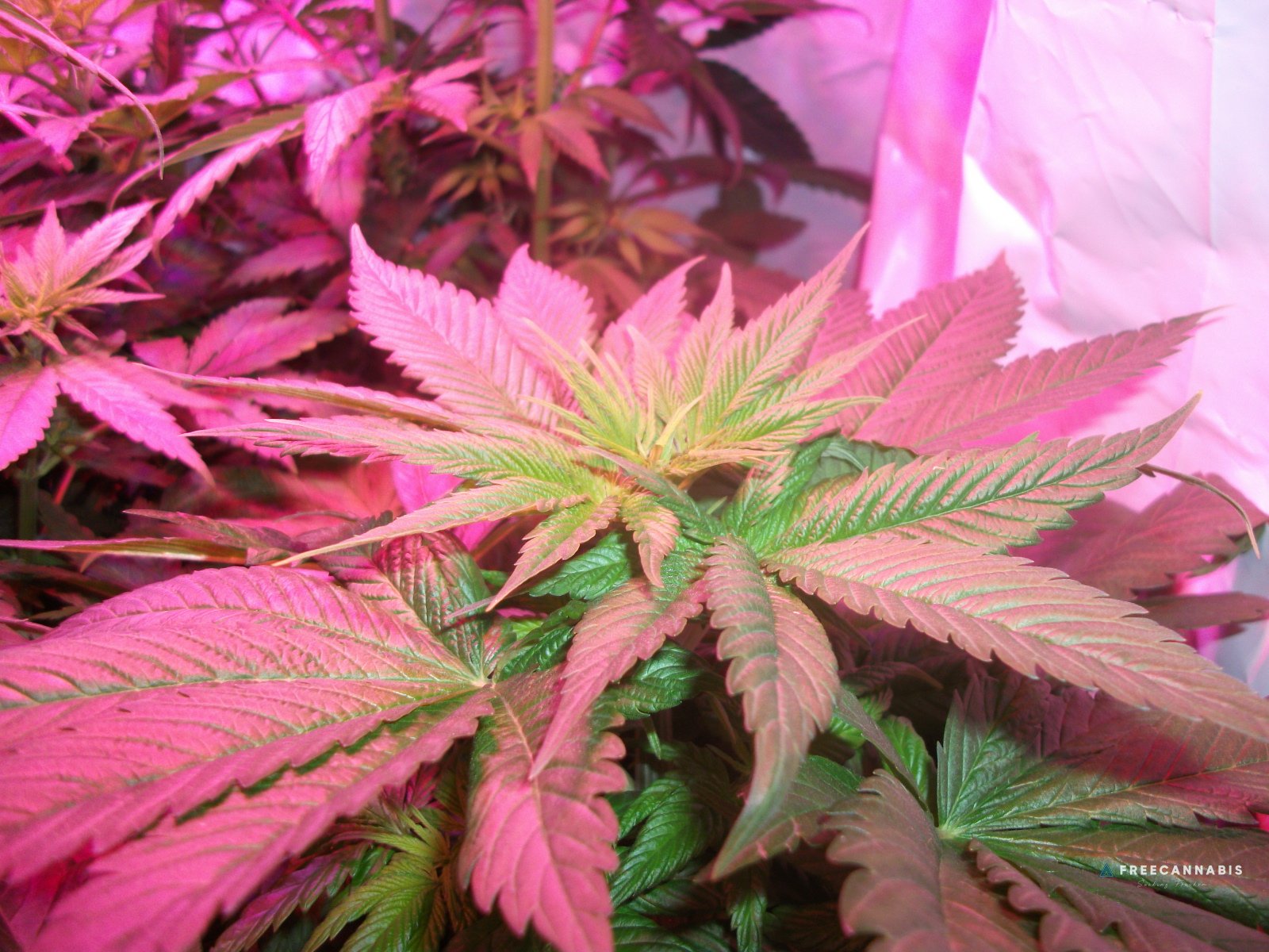 DSCF2231