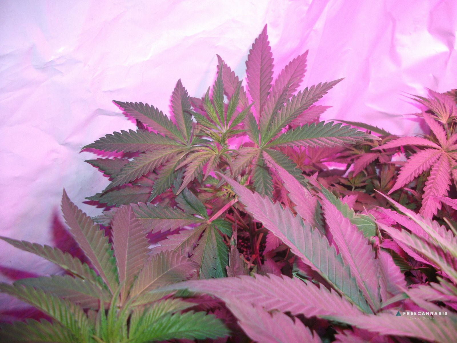 DSCF2241