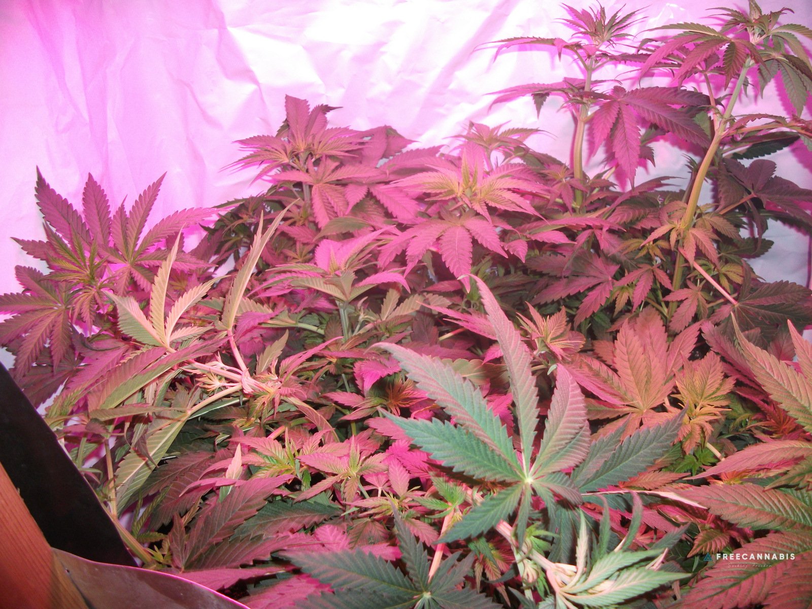 DSCF2249