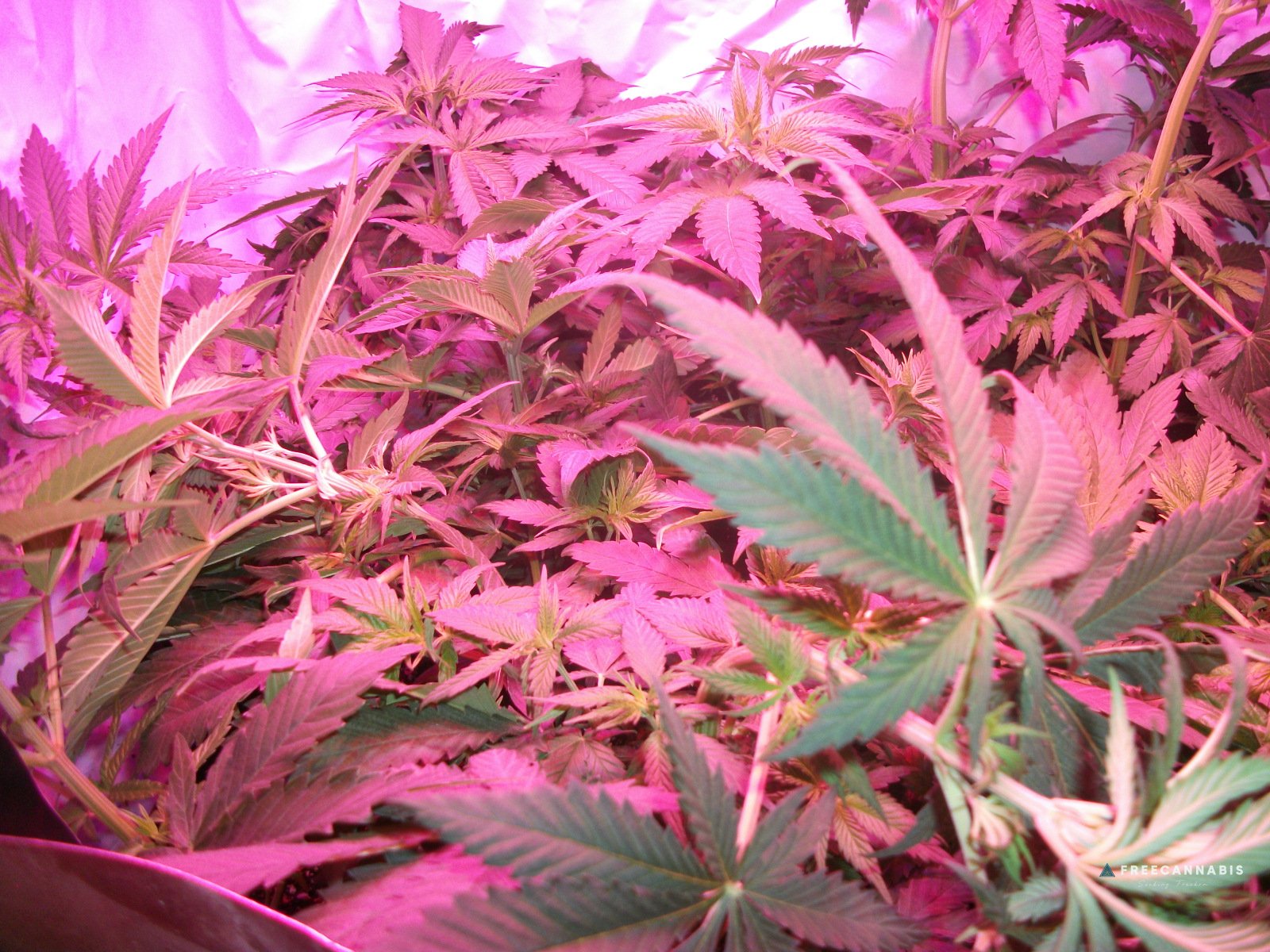 DSCF2254