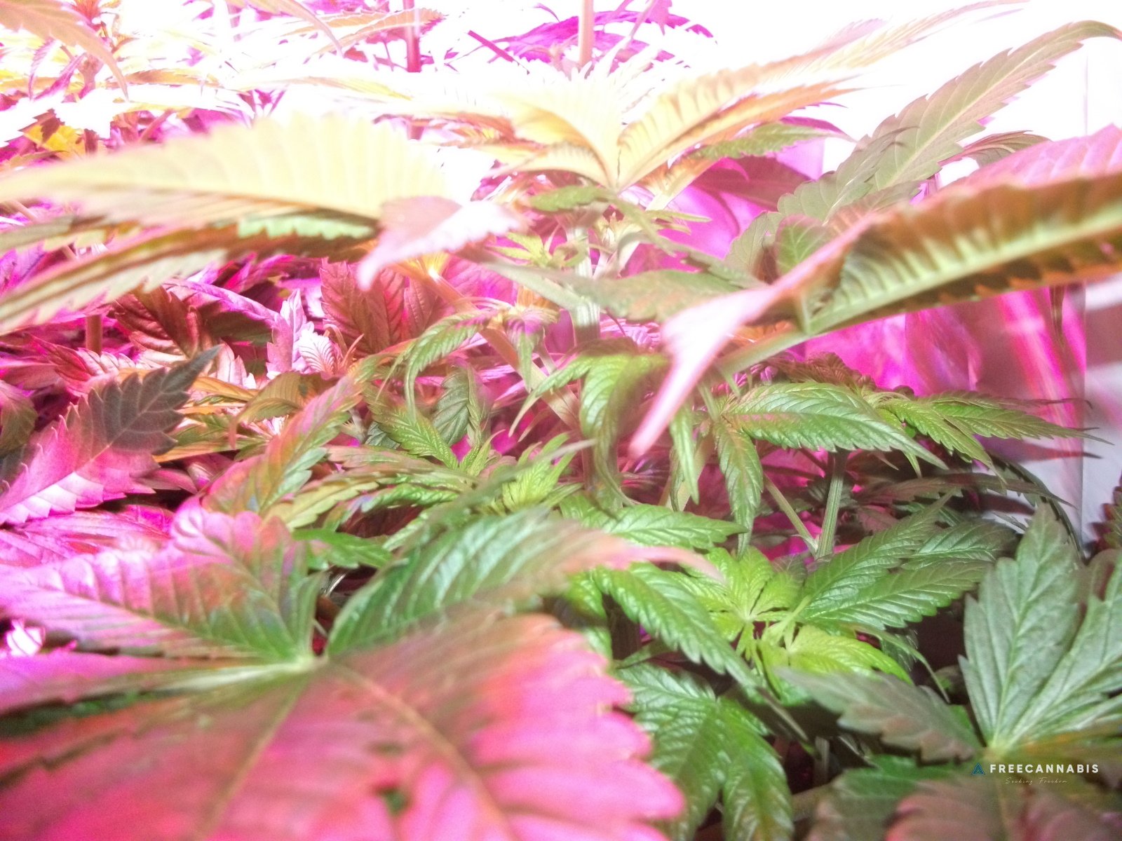 DSCF2271
