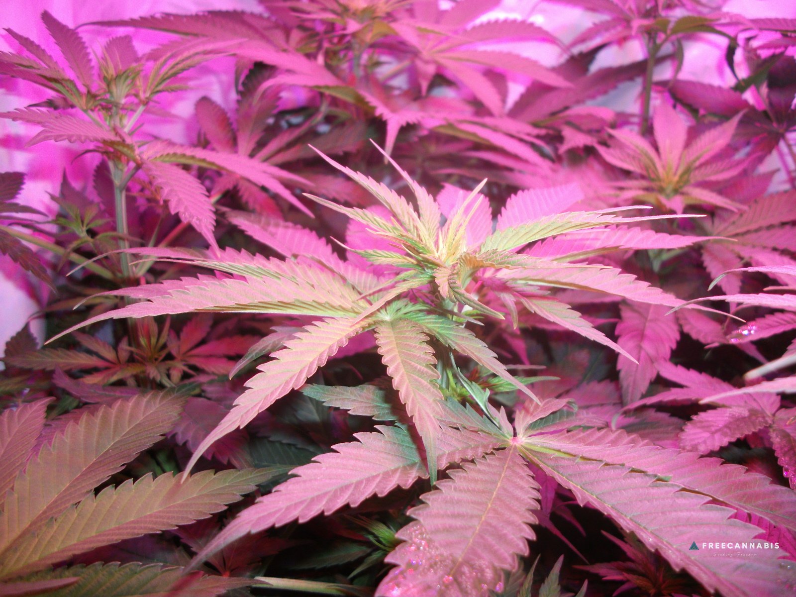 DSCF2287