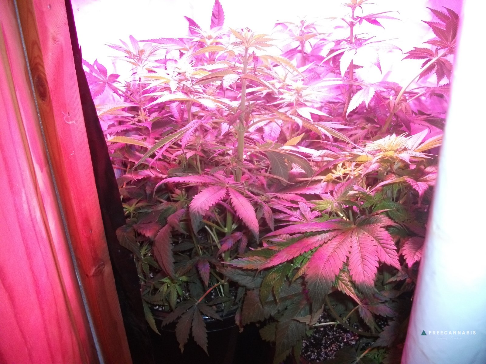DSCF2296