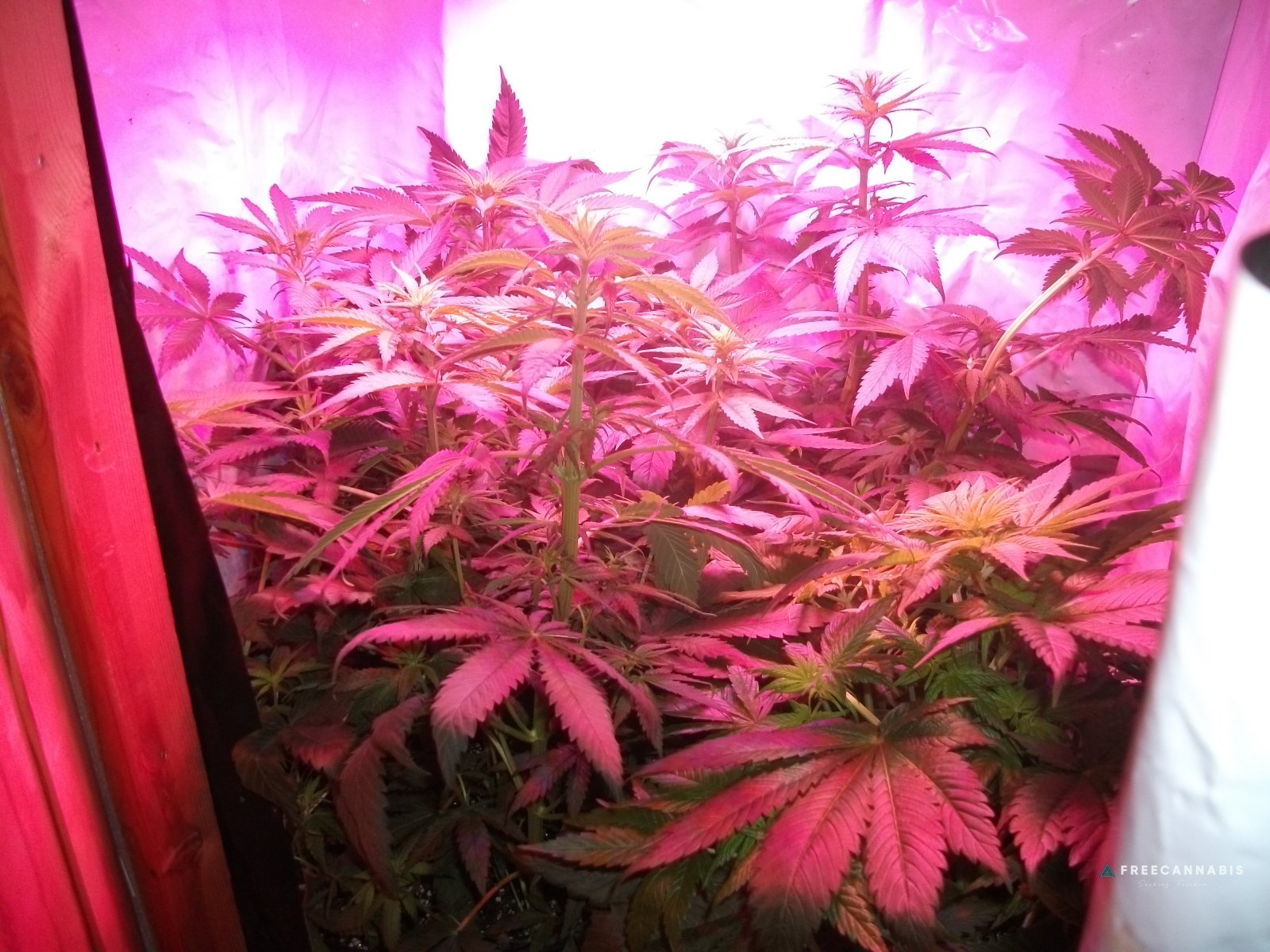 DSCF2298