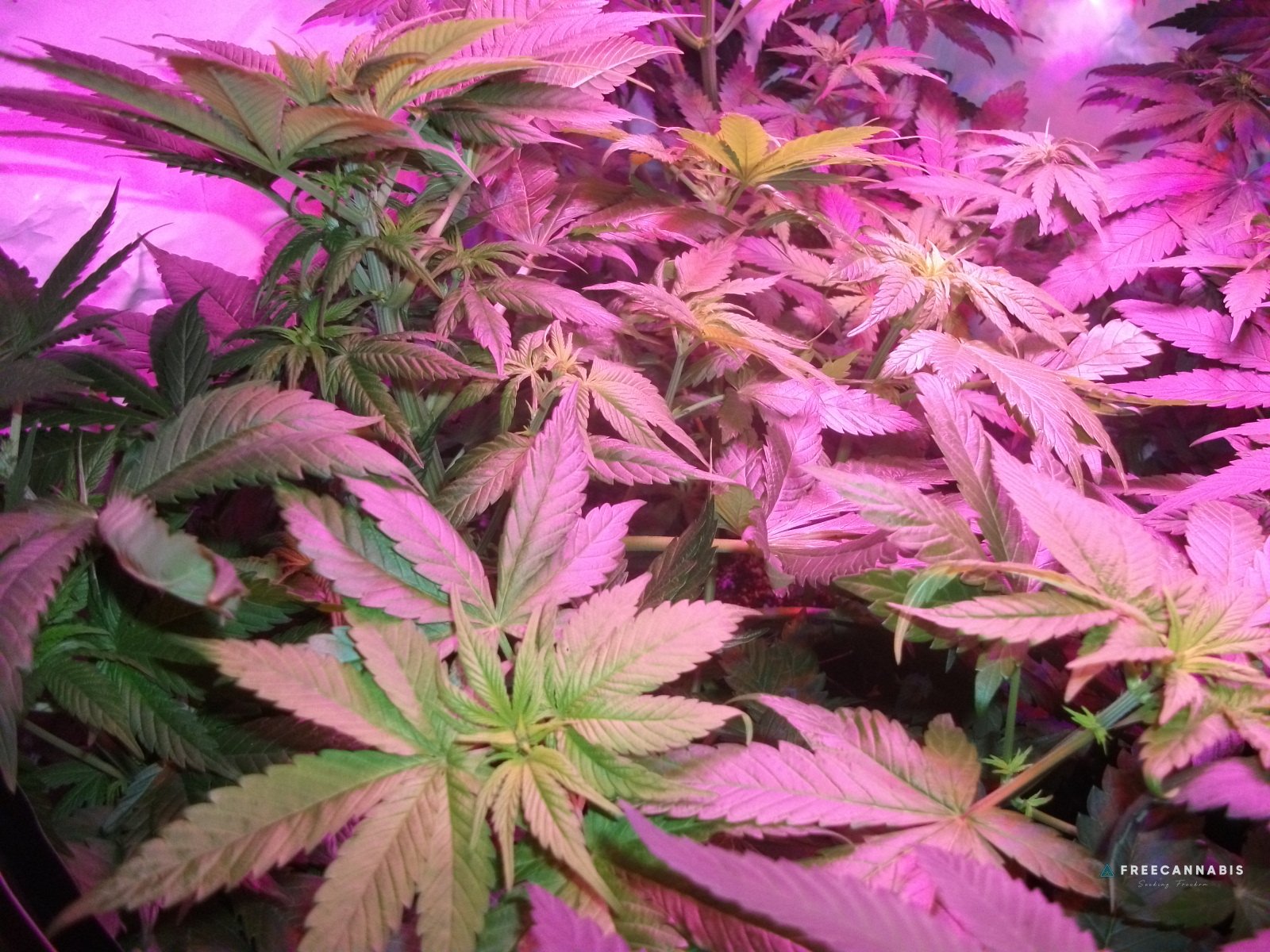 DSCF2317
