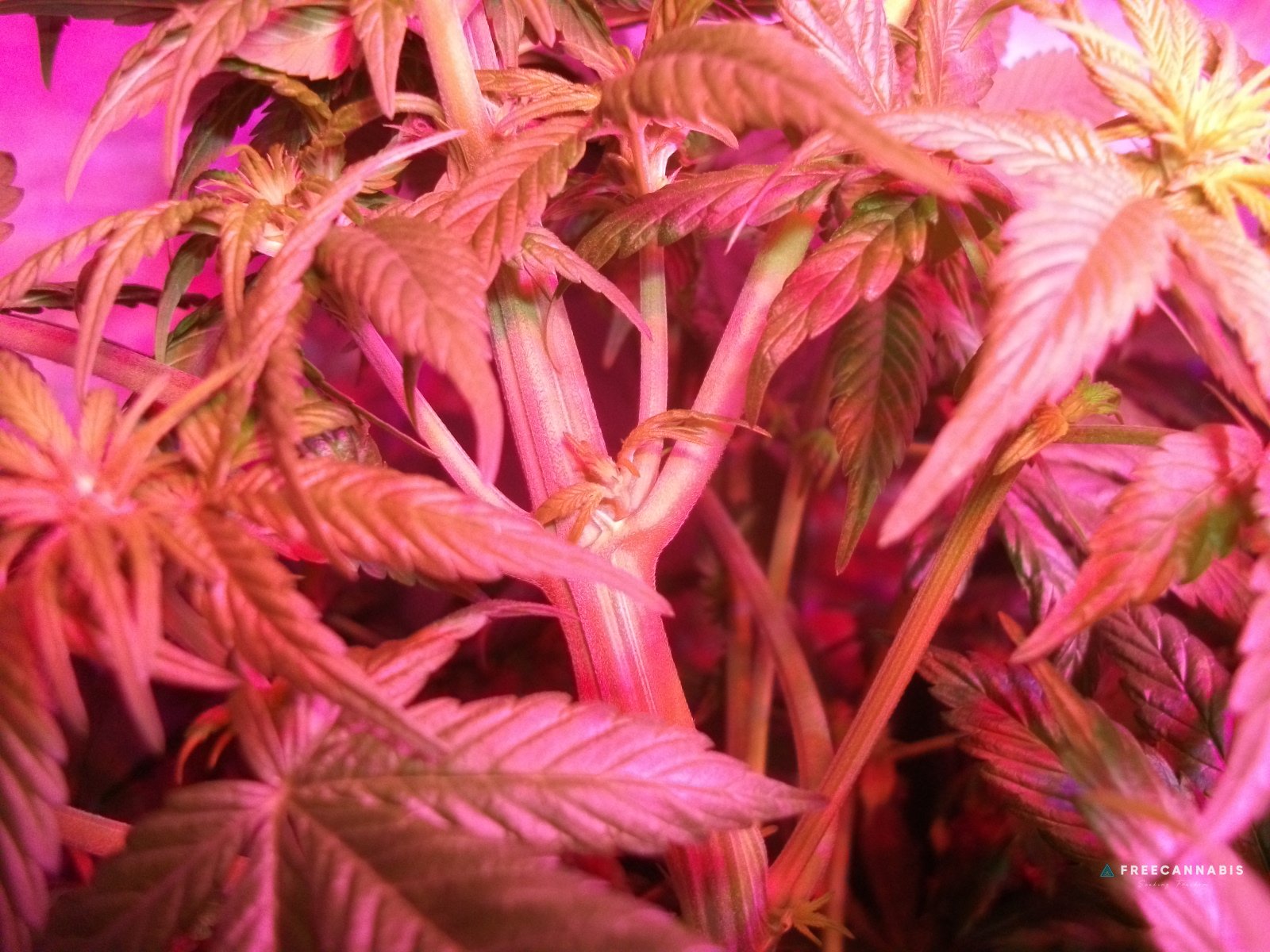 DSCF2338
