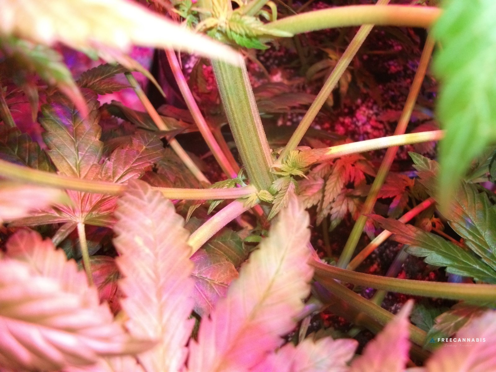 DSCF2339