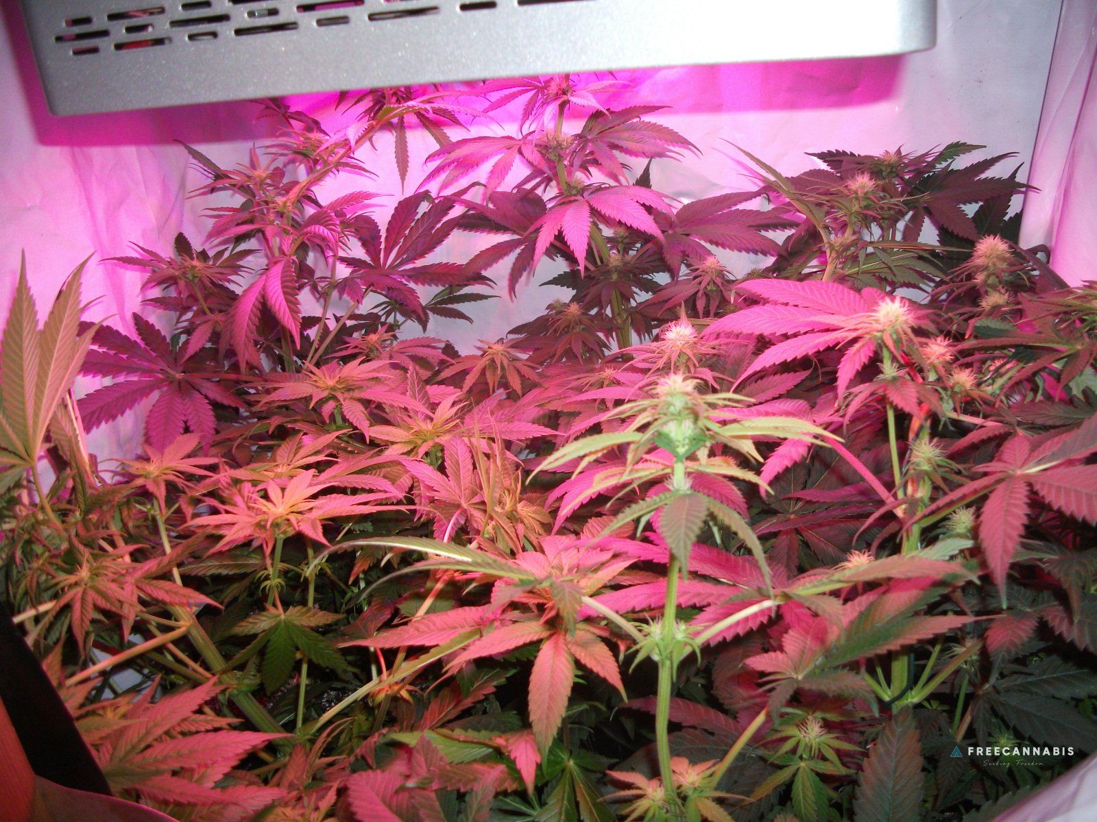 DSCF2345