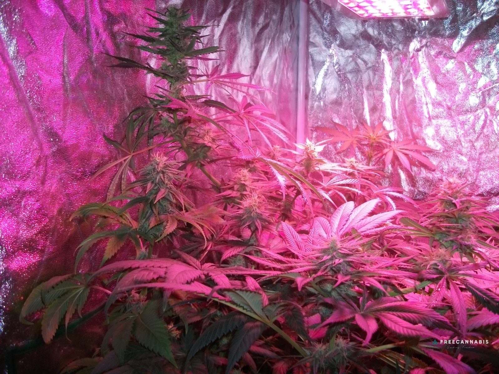 DSCF2407