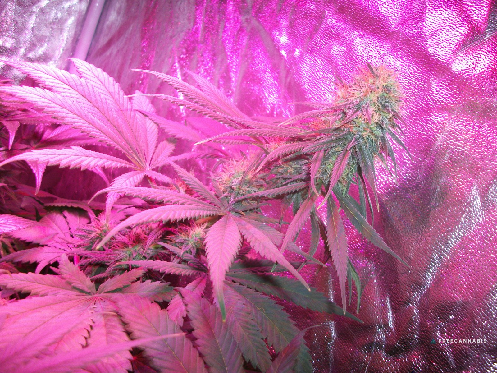DSCF2417