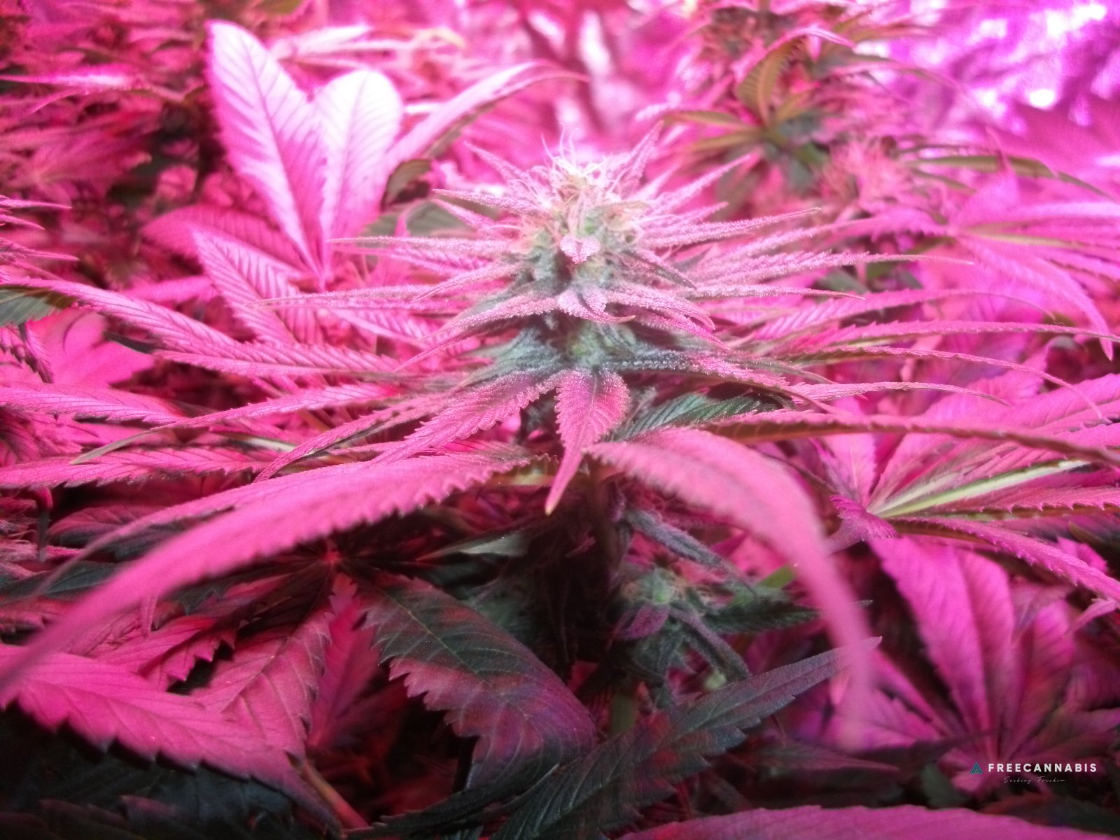 DSCF2421