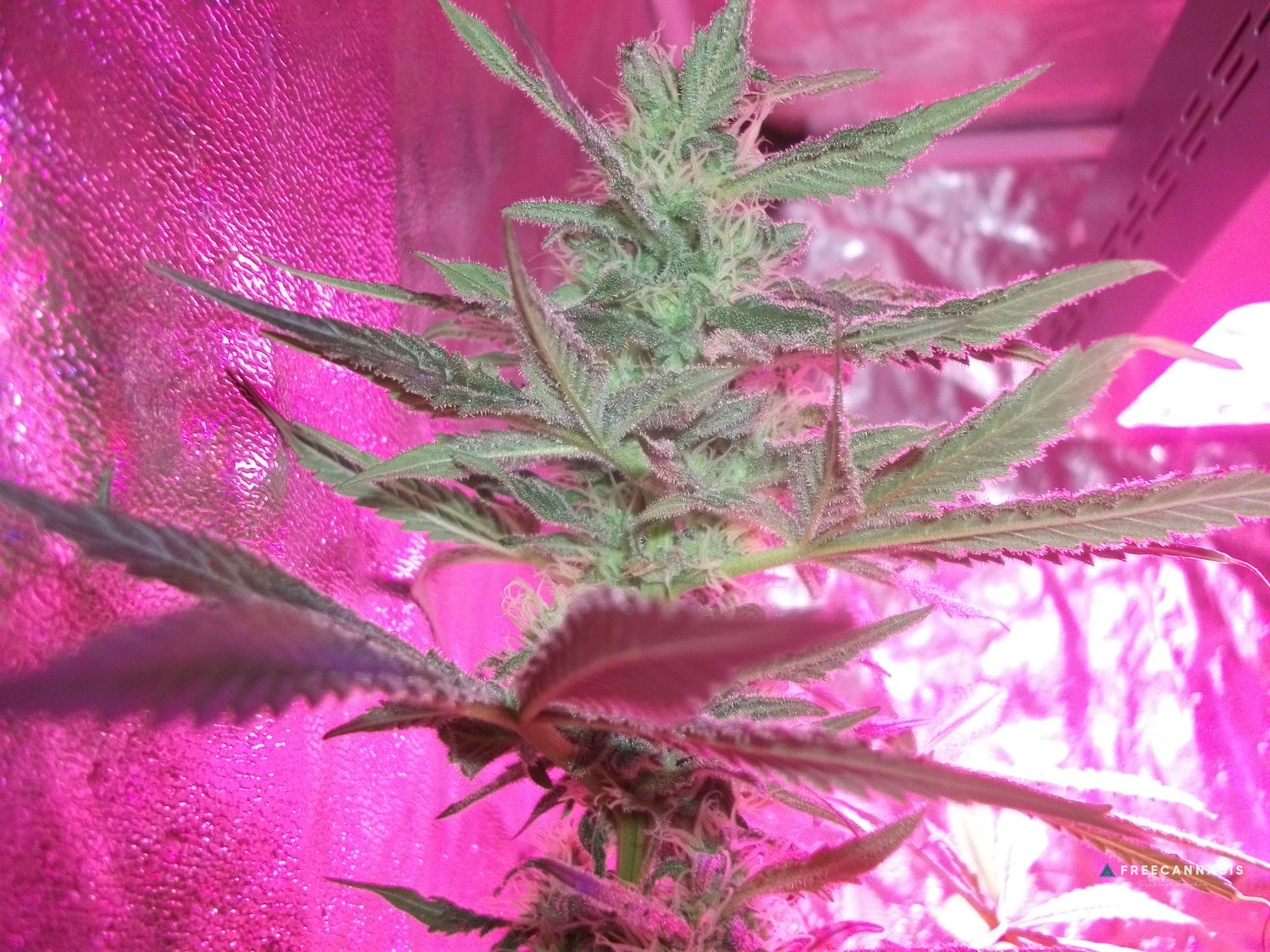 DSCF2424