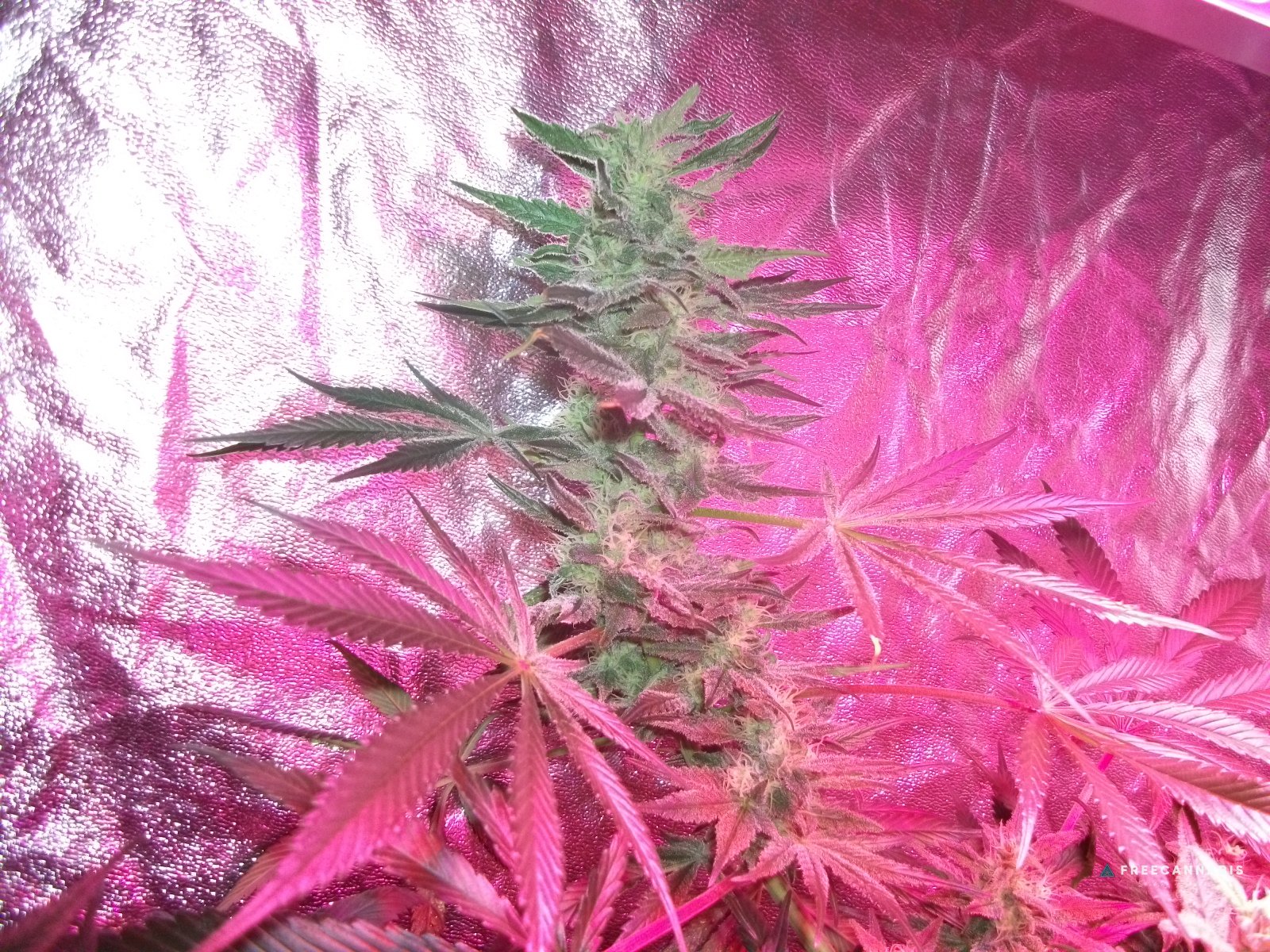DSCF2493