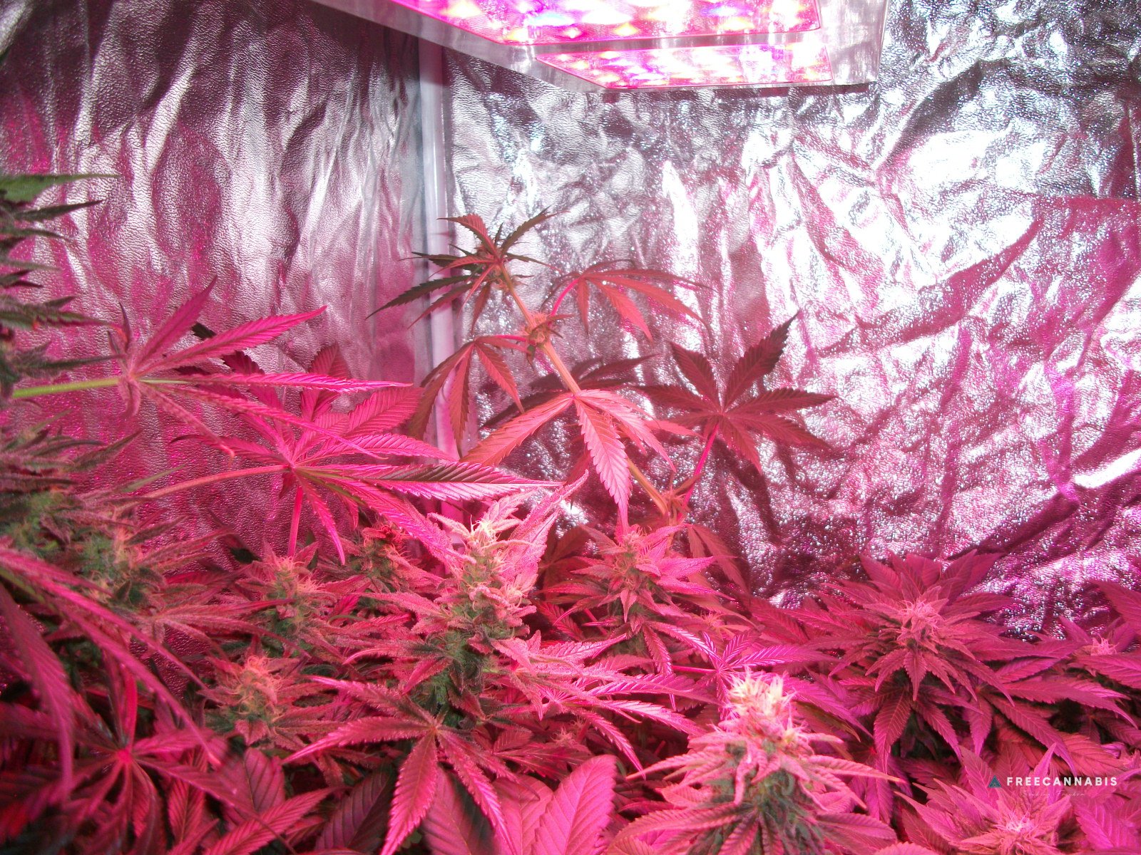 DSCF2504