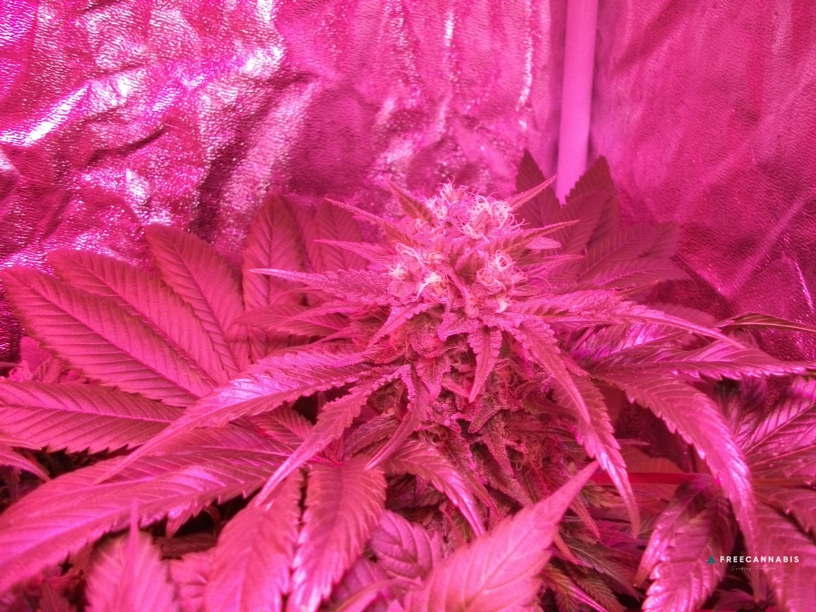 DSCF2543