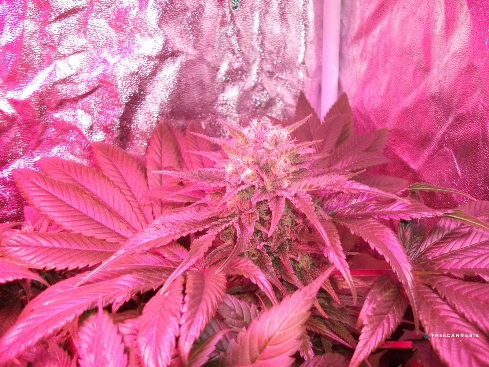 DSCF2544