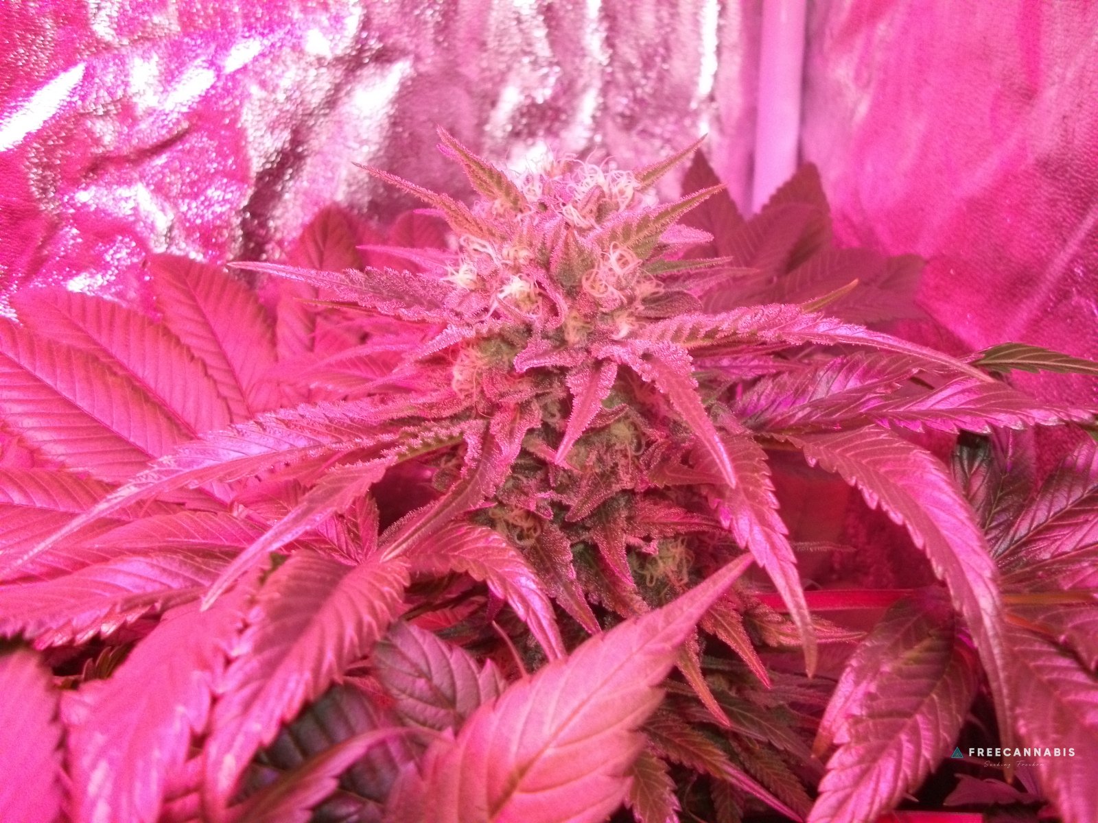 DSCF2547