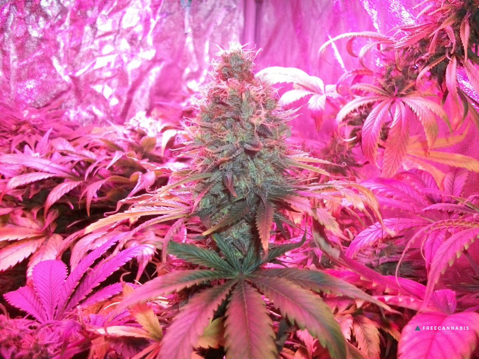 DSCF2600