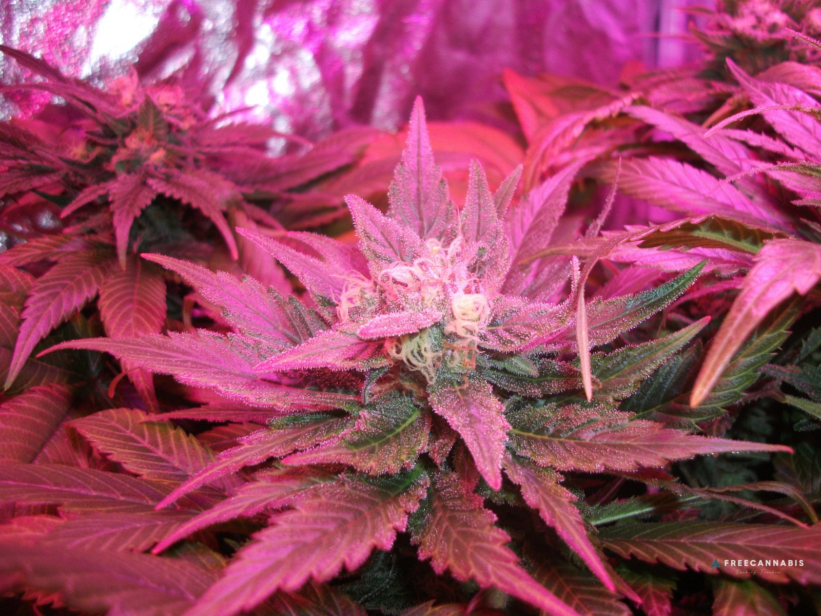 DSCF2603