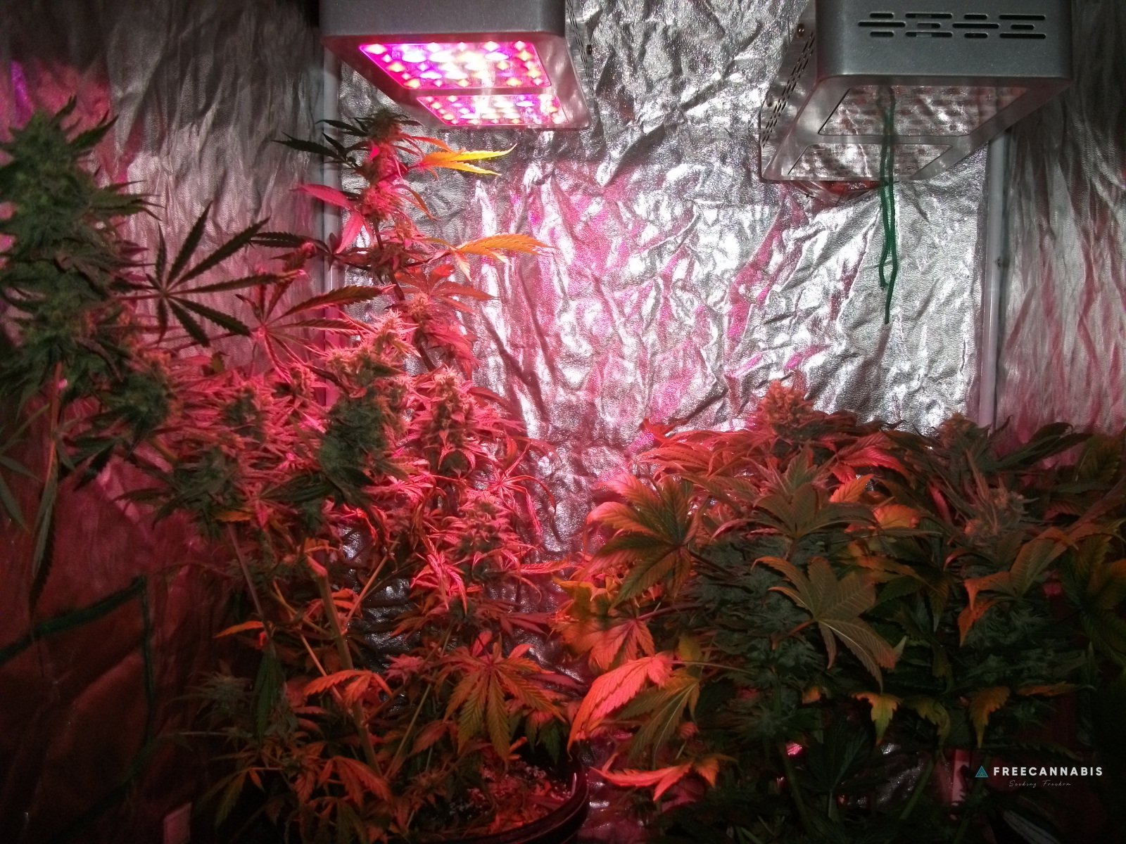 FB x TW left, FruitBowl x SuperSkunk right