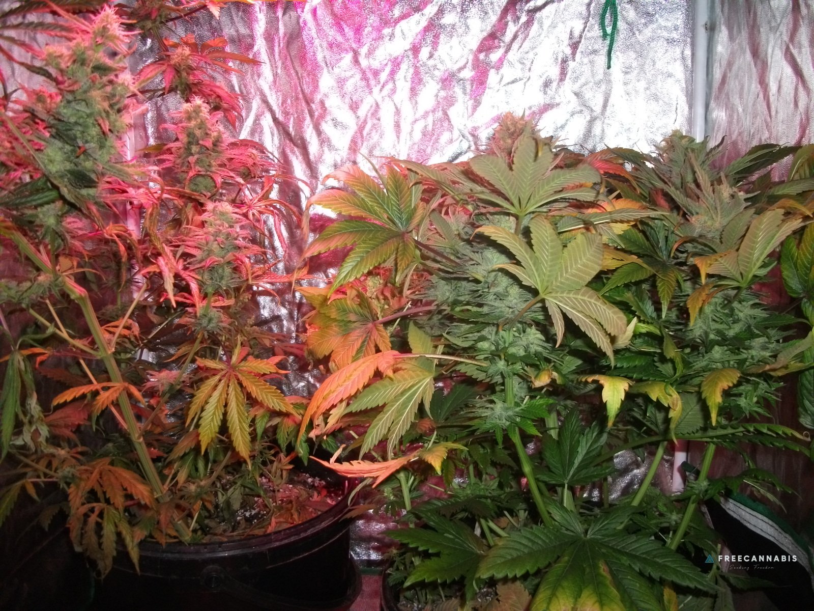 FB x TW left, FruitBowl x SuperSkunk right