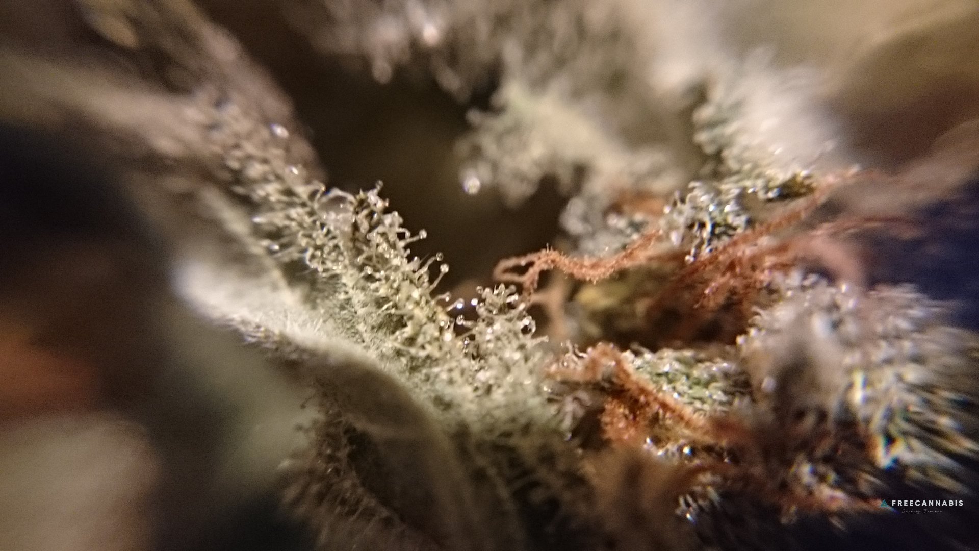 FBxTW macro