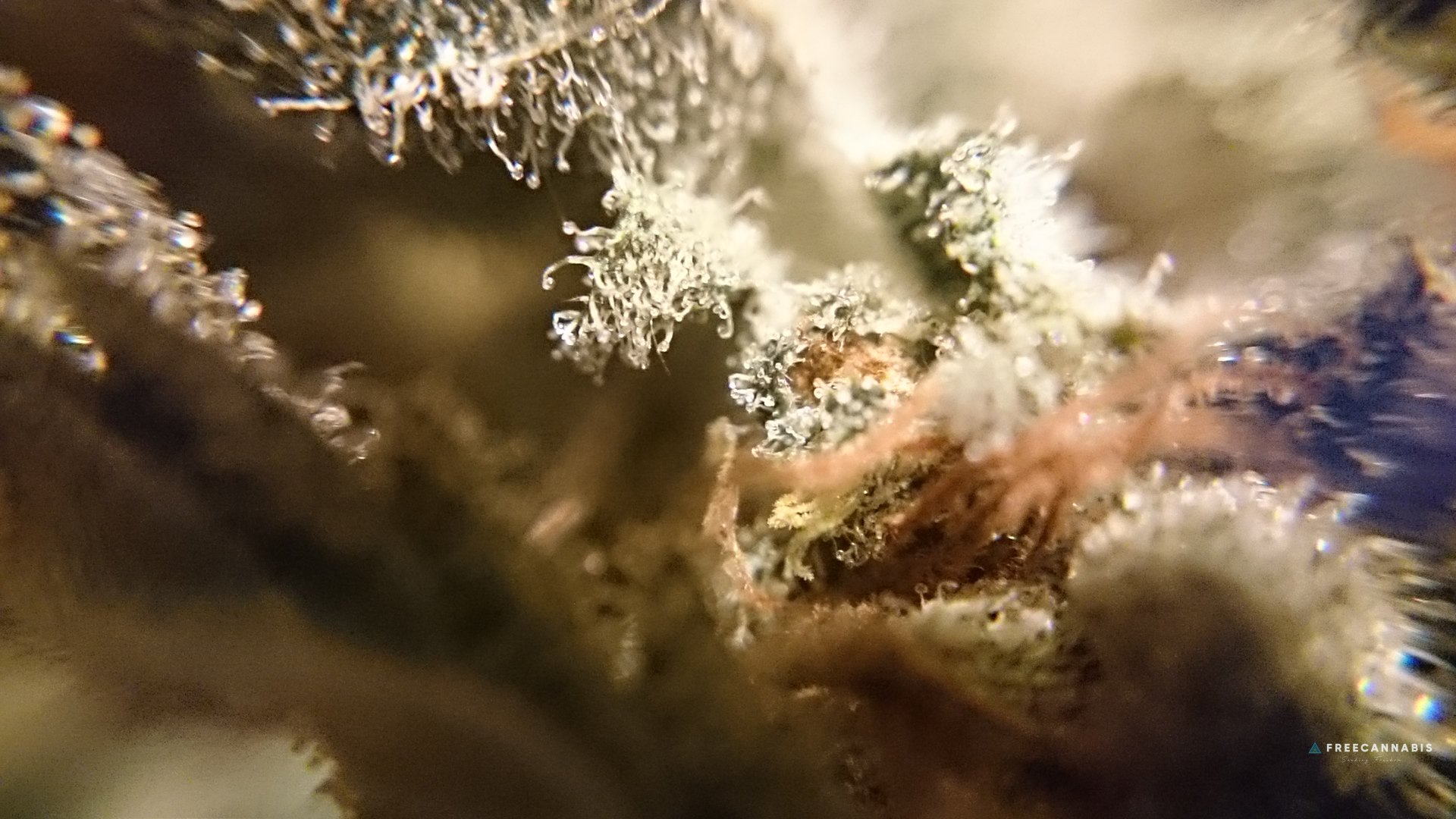 FBxTW macro