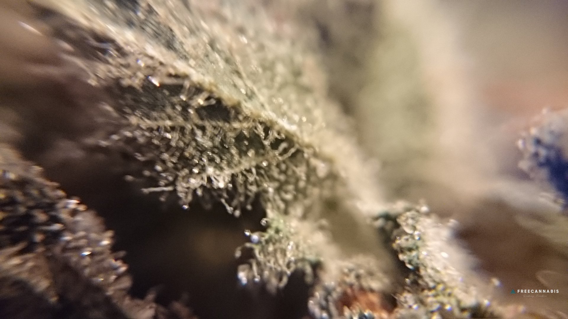 FBxTW macro