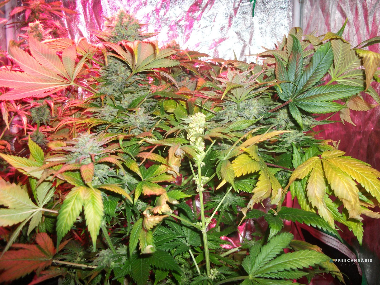 FruitBowl x SuperSkunk with sneaky male :/
