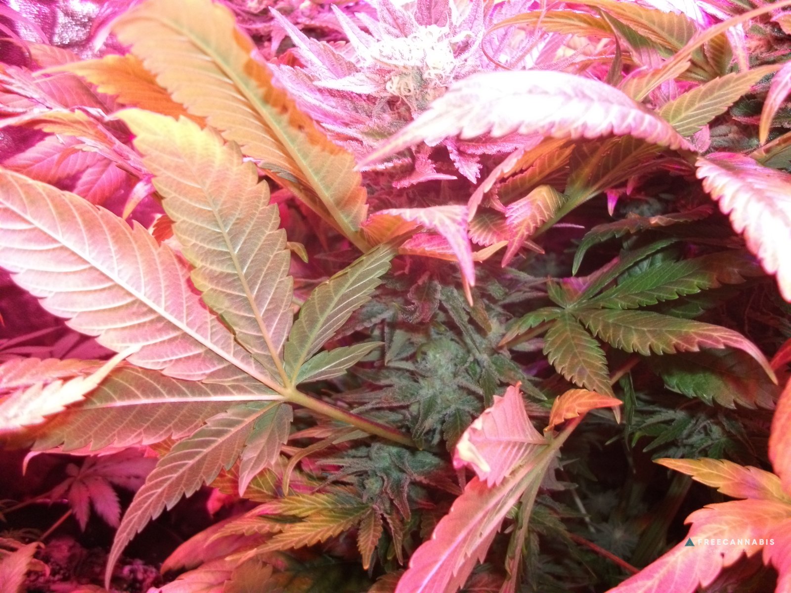 FruitBowl x SuperSkunk