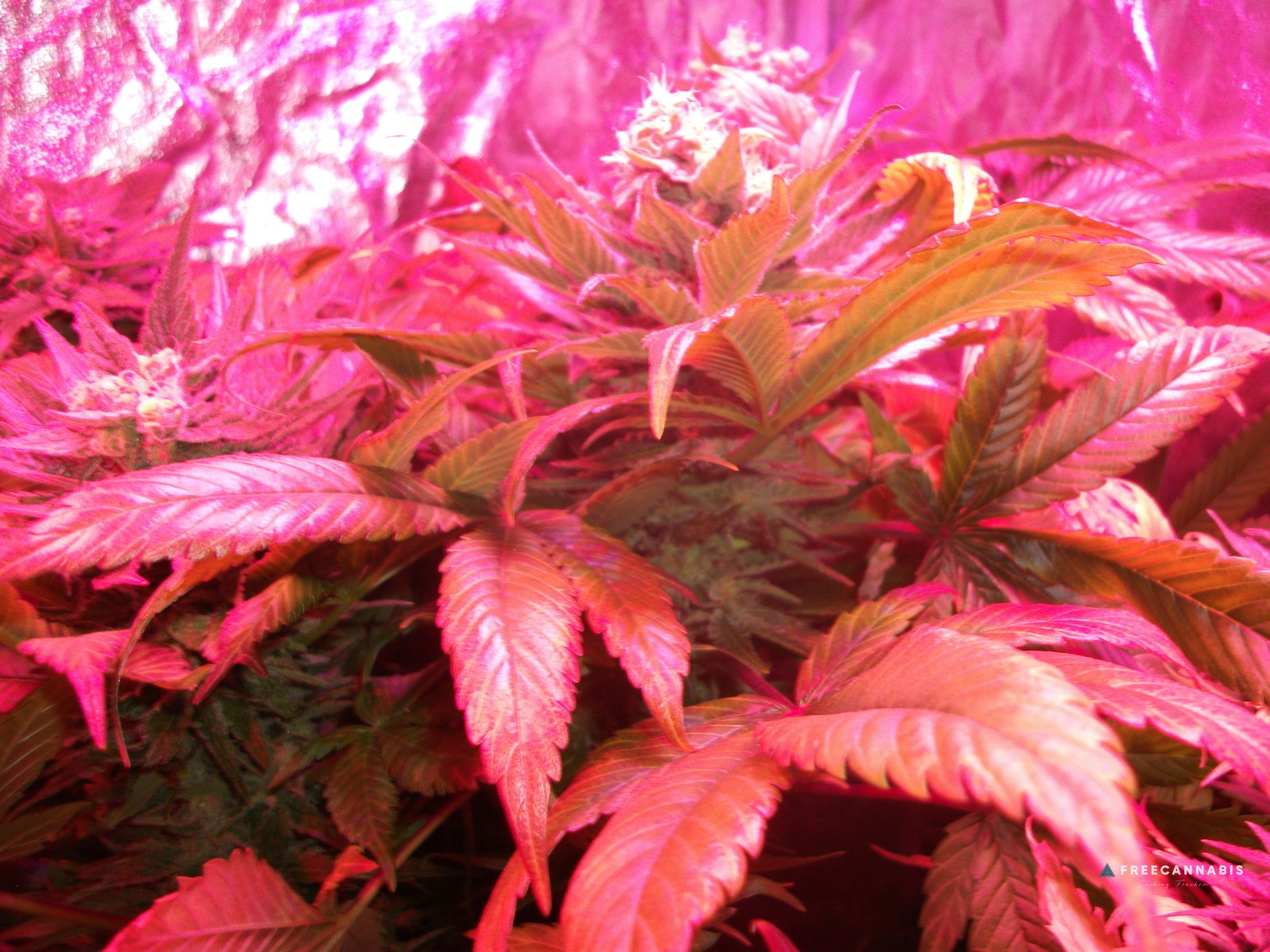 FruitBowl x SuperSkunk
