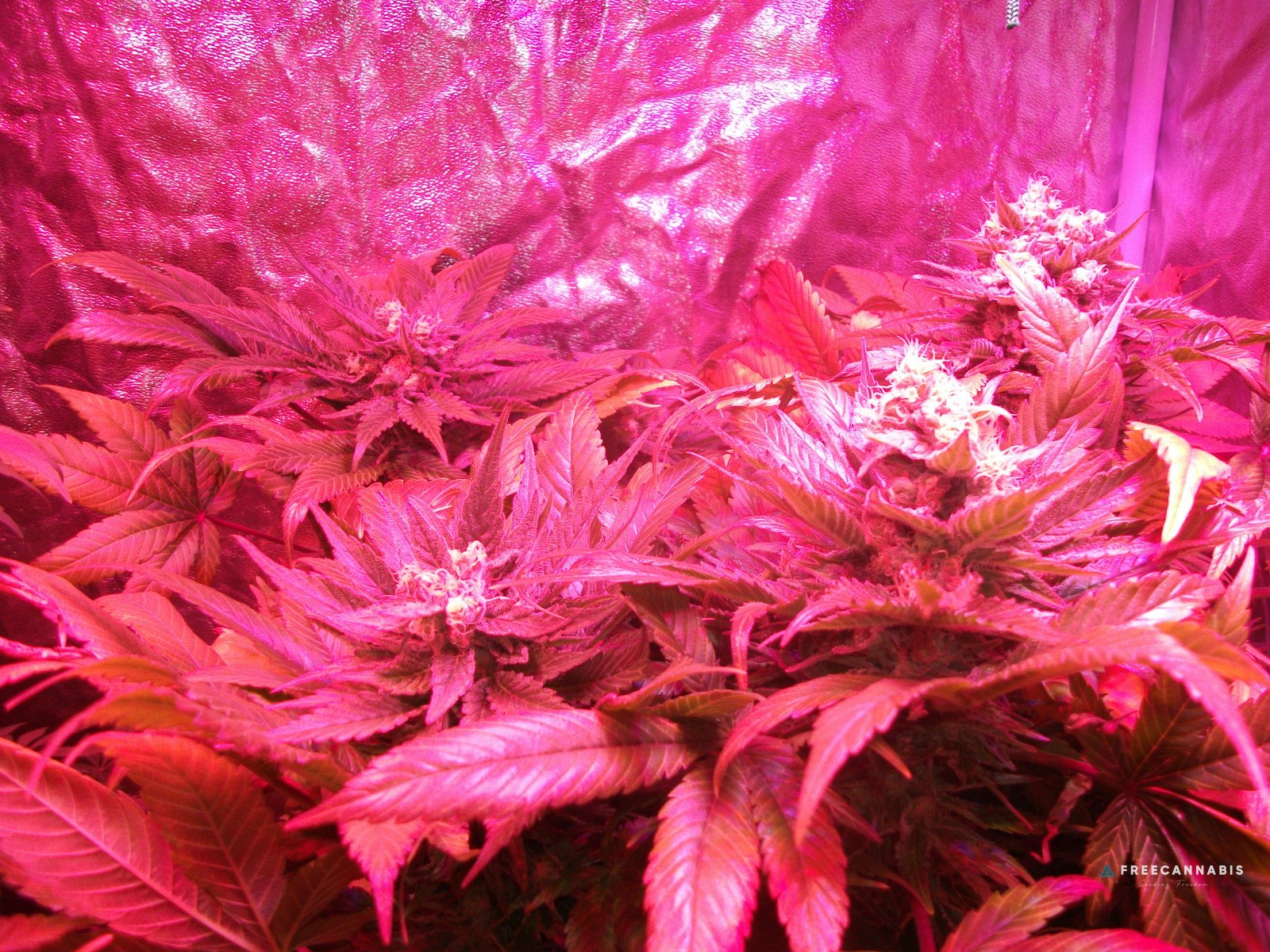 FruitBowl x SuperSkunk