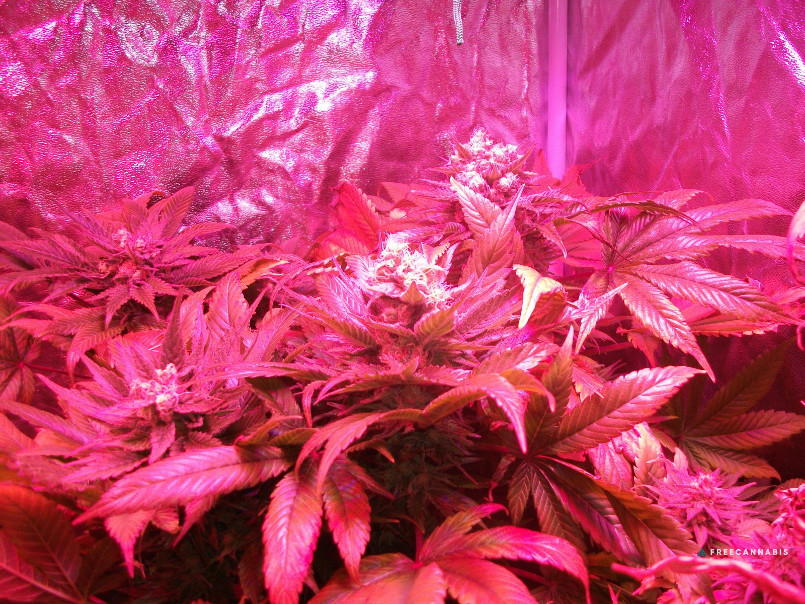 FruitBowl x SuperSkunk