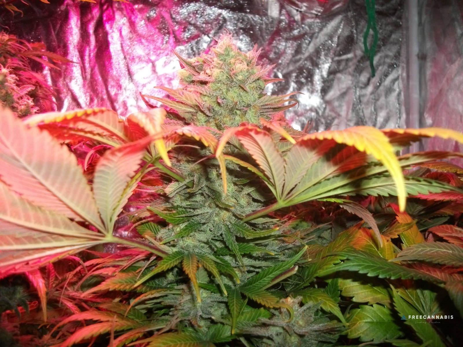 FruitBowl x SuperSkunk