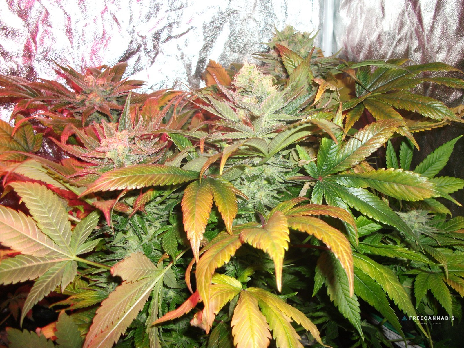 FruitBowl x SuperSkunk