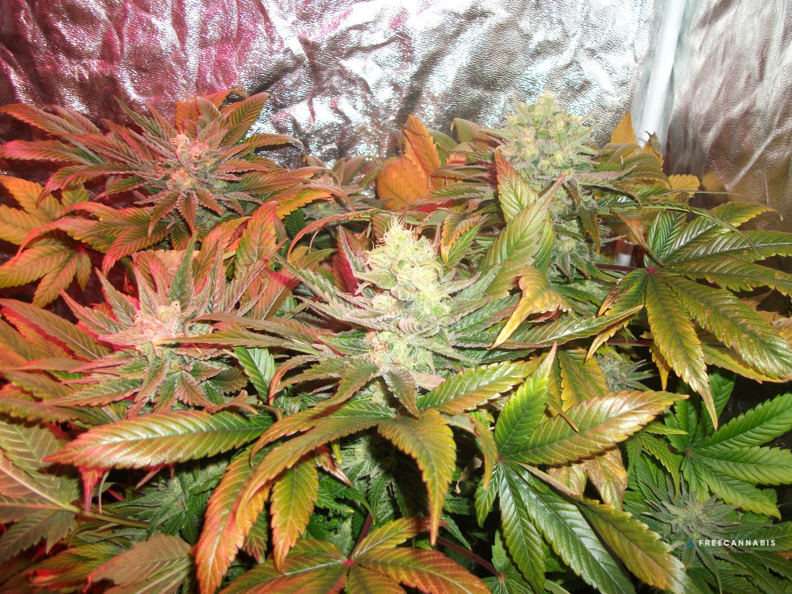 FruitBowl x SuperSkunk
