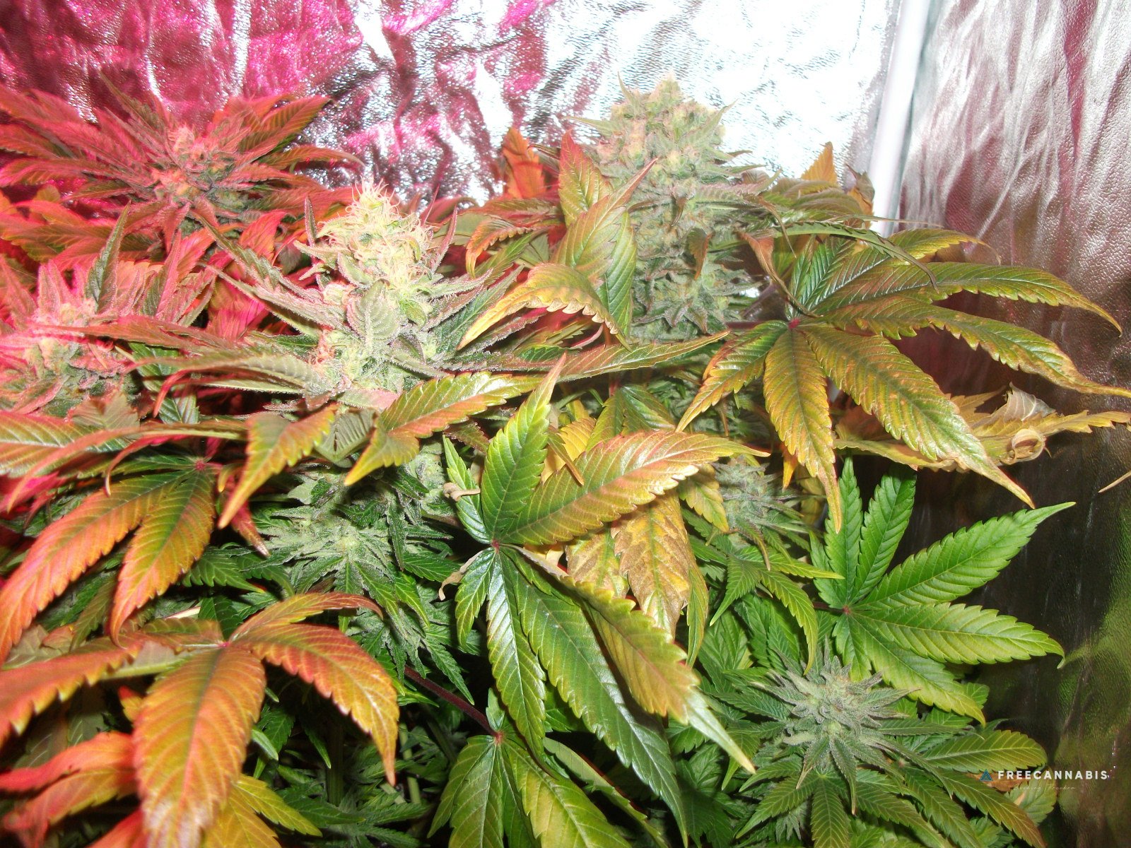 FruitBowl x SuperSkunk