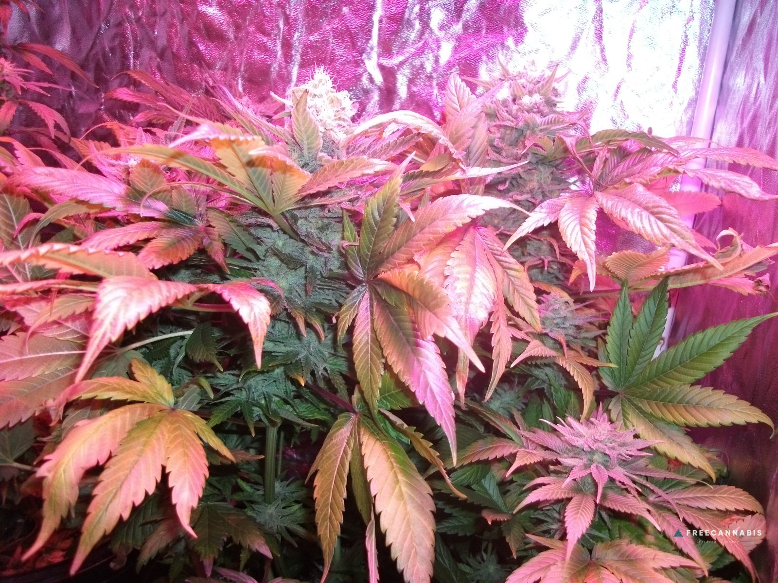 FruitBowl x SuperSkunk