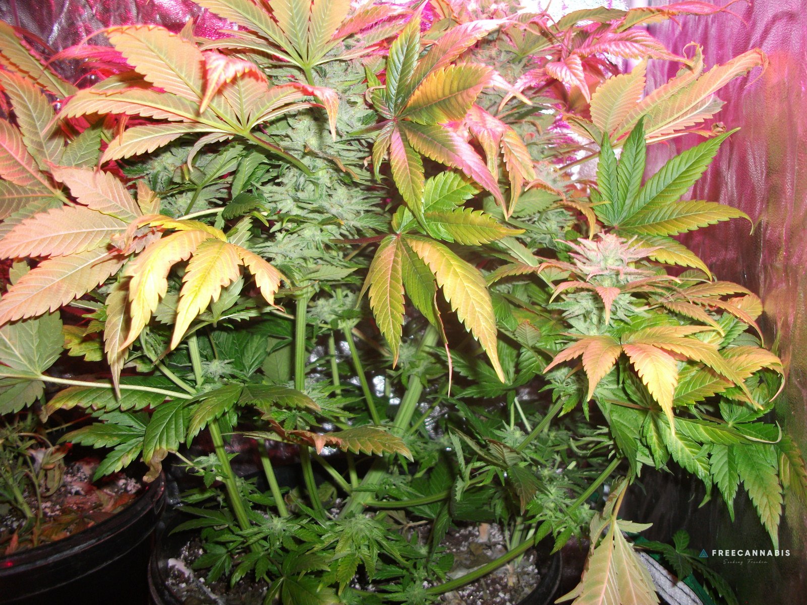 FruitBowl x SuperSkunk