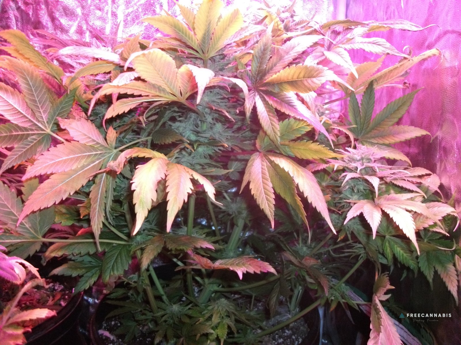 FruitBowl x SuperSkunk