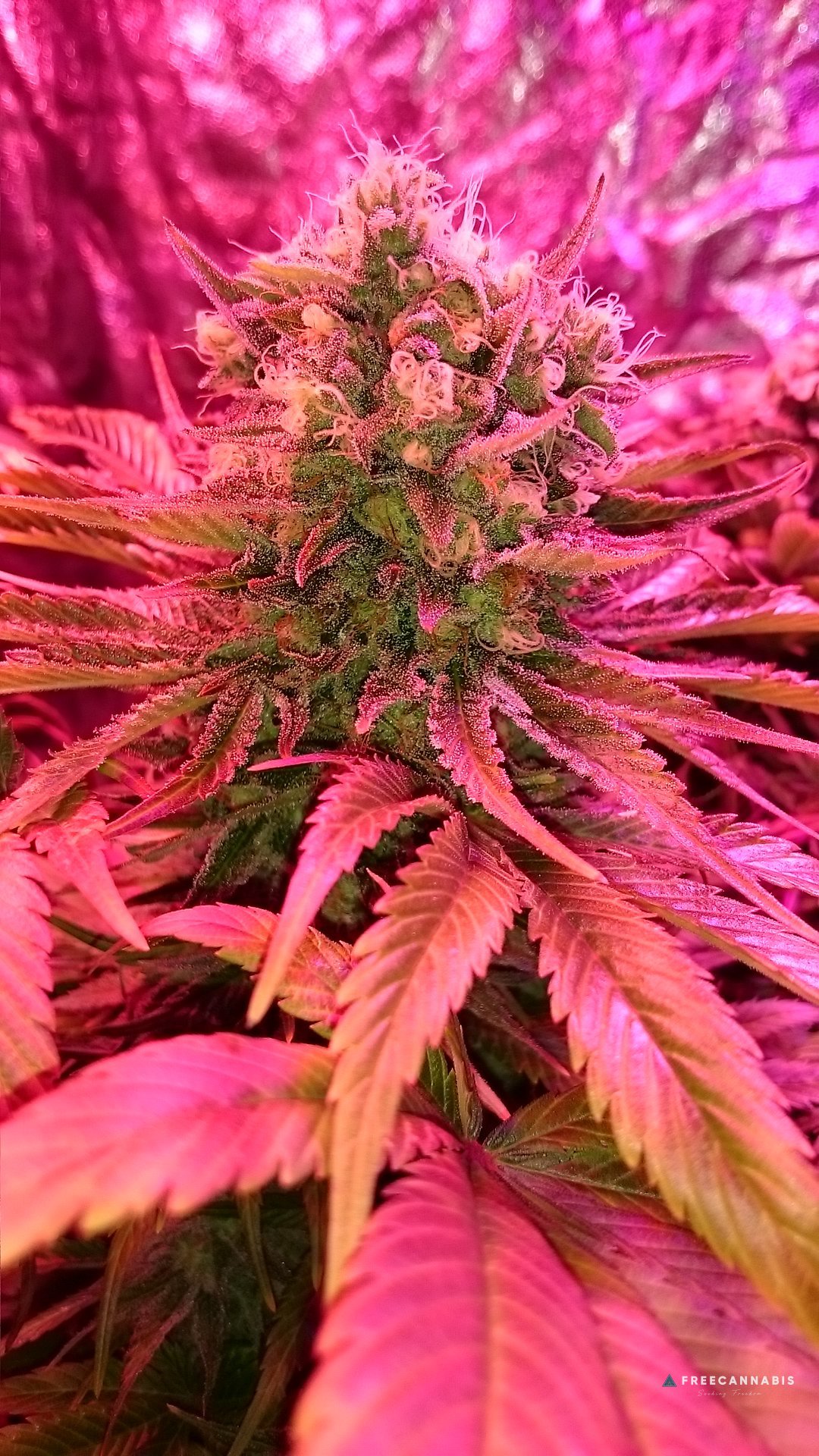 FruitBowl x SuperSkunk